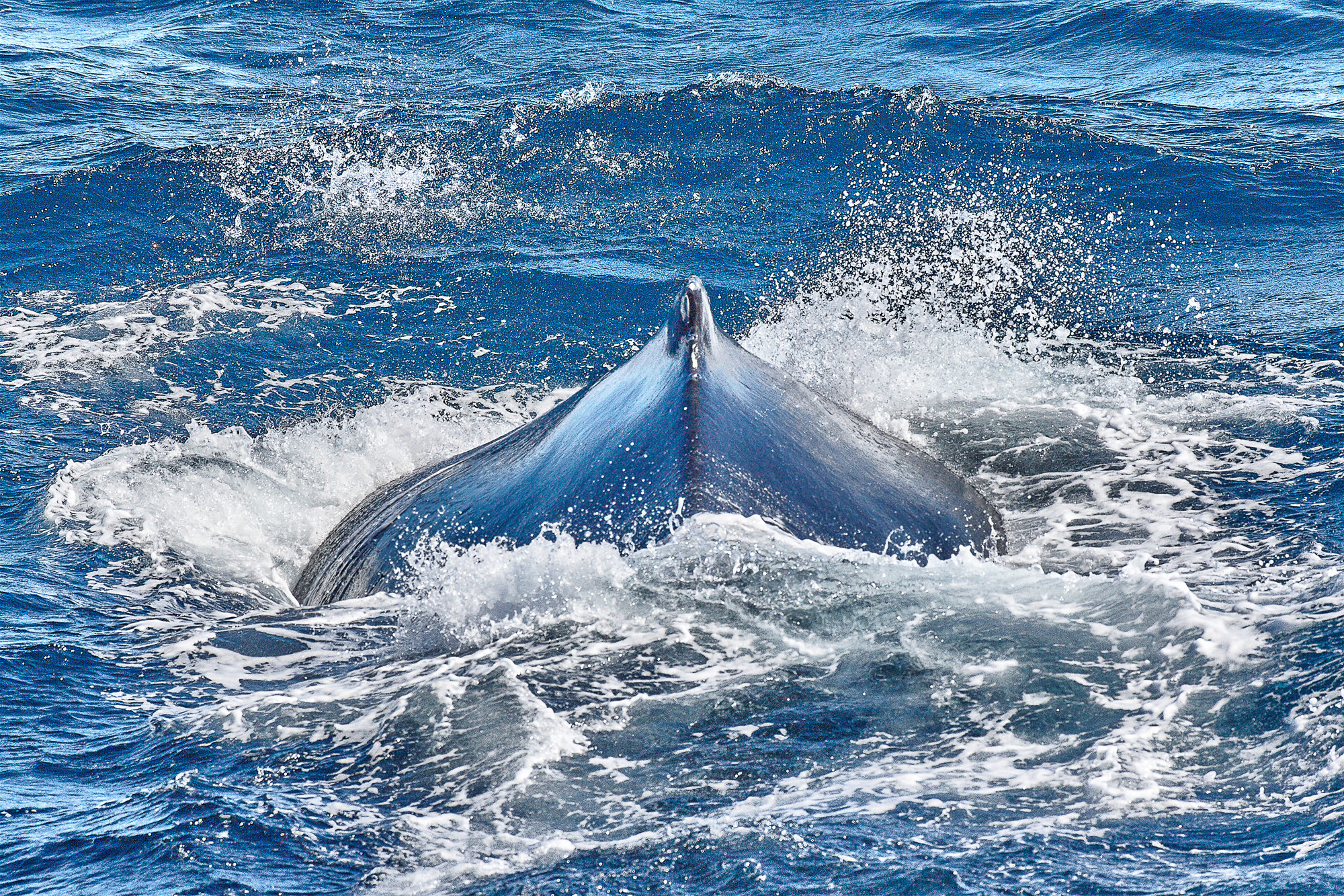humpback whale